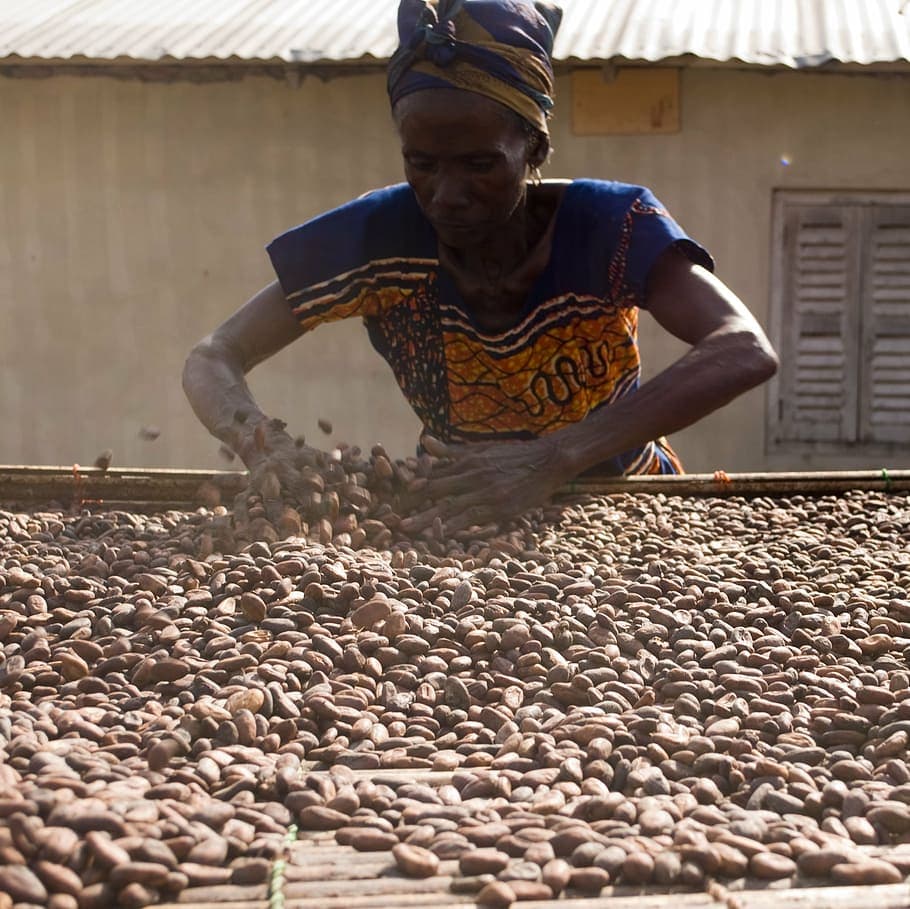 Séchage et qualité du cacao