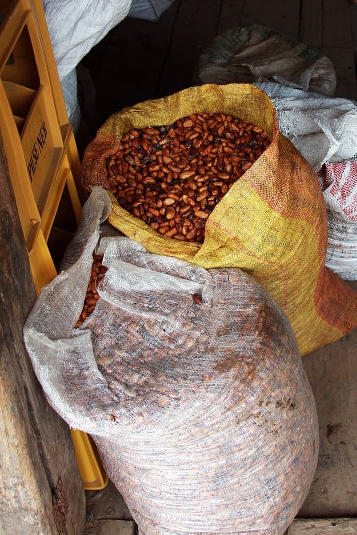 Fèves de cacao ECAM